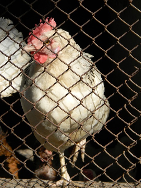 冰雪童话 冰雪童话