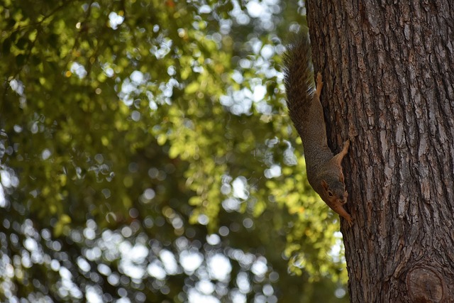 市場價值的 市場價值的