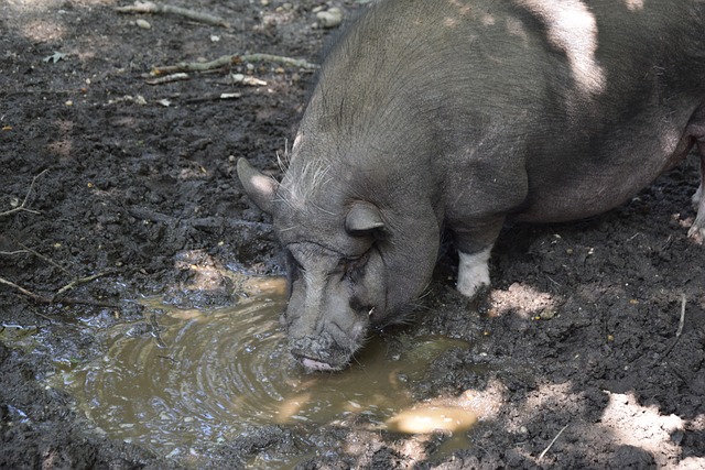 迷的喜爱 迷的喜爱
